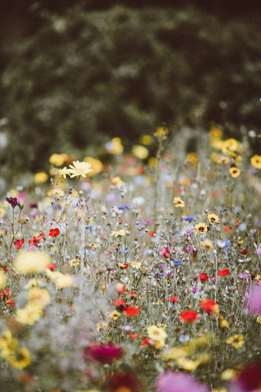 🥇 Imagen de campo de flores de colores - 【FOTO GRATIS】 100031026