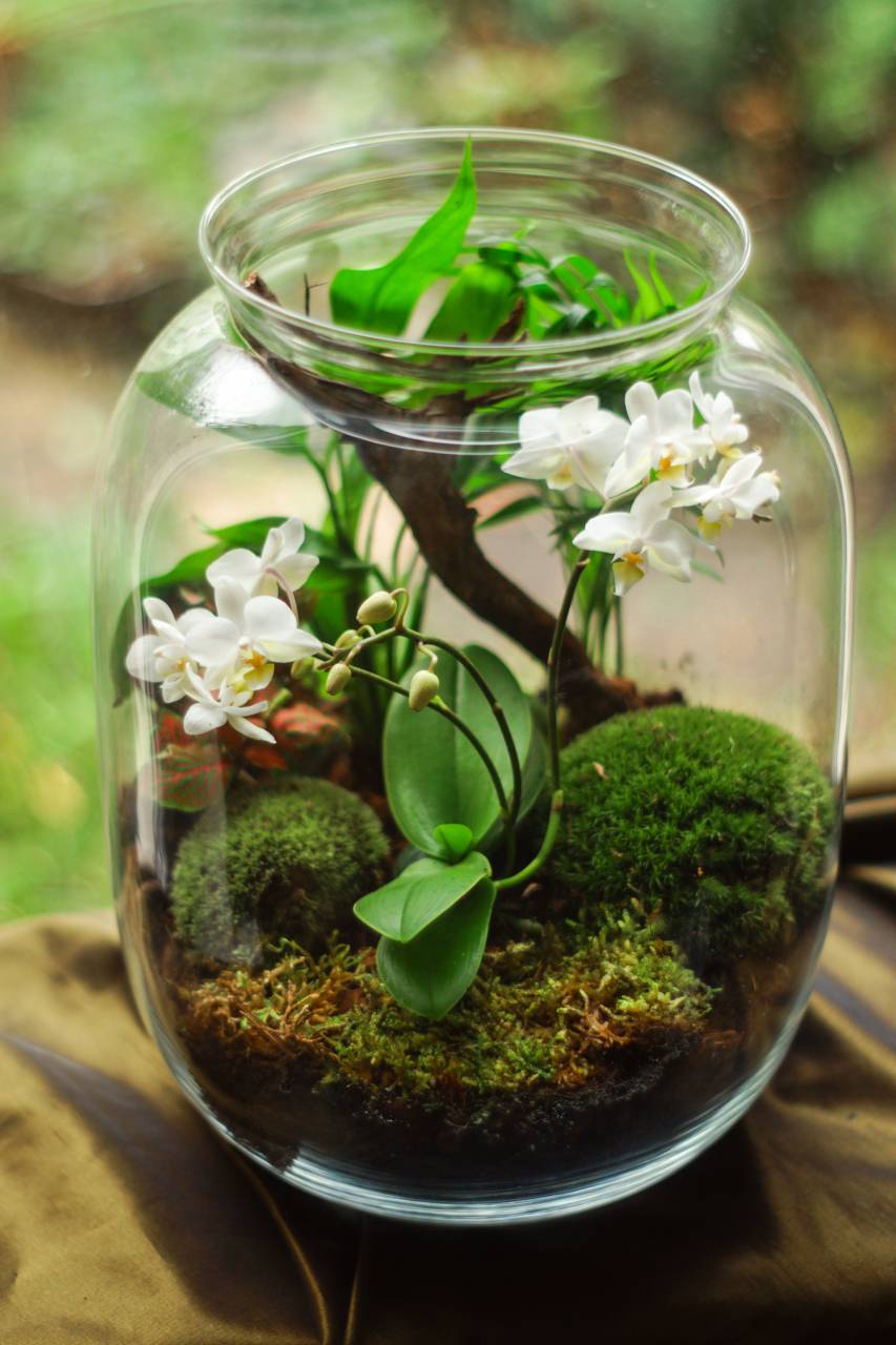 terrarium;bottle,nature,flower,plant,leaf,green color,freshness,vase,close-up,glass,material,springtime,jar,growth,summer,flower head,blossom,petal,beauty in nature,backgrounds, 