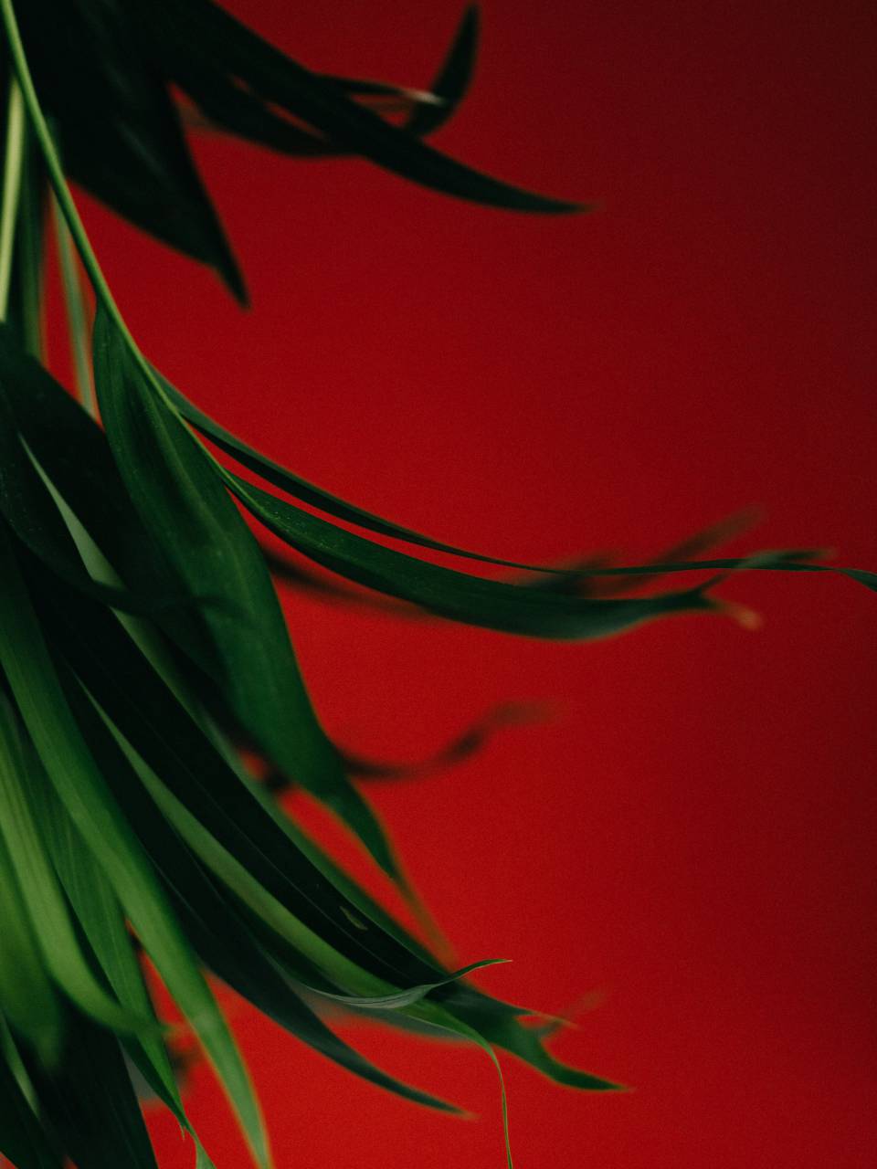 palm, background, green, indoor, leaf, red, plant, home, tropical, flower, white, houseplant, nature, foliage, tree, interior, decoration, house, garden, potted, growth, pot, isolated, leaves, floral, natural, spring, design, room, color, decorative, beautiful, decor, flora, botanical, botany, modern, gardening, closeup, monstera, fresh, flowerpot, growing, view, beauty, summer, domestic, branch, window, style, 