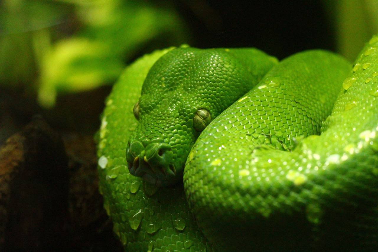 Serpiente,serpiente,animal,la naturaleza,reptil,close-up,color verde,venenoso,viper,animales salvajes,
