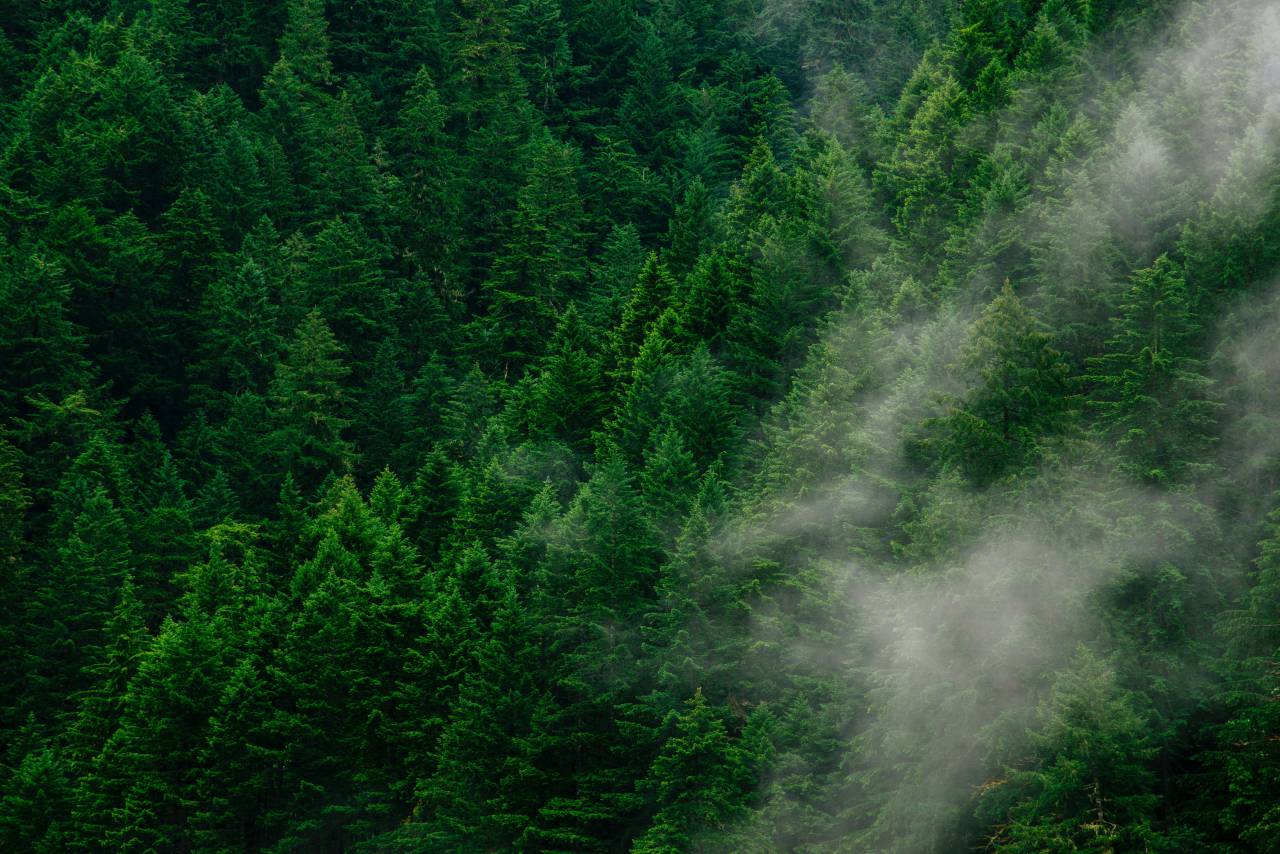 bosque de pinos;dron pov,bosque,naturaleza,árbol,paisaje,montaña,al aire libre,color verde,verano,pino,niebla,belleza en la naturaleza,planta,medio ambiente,temporada,hoja,día,hierba,