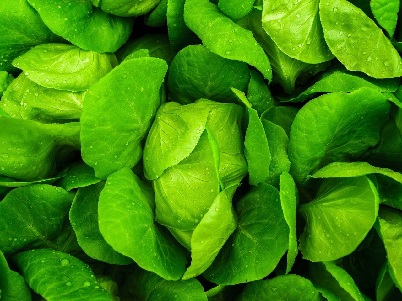 🥇 Image of plant freshness spinach green color nature close-up leaf ...