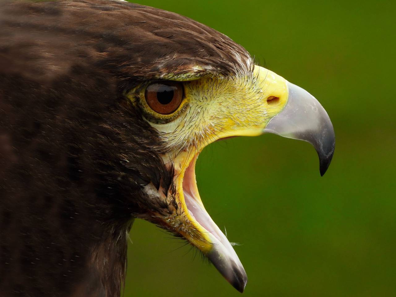 eagle, animal, american, portrait, bird, symbol, america, white, bald, wildlife, predator, freedom, nature, background, usa, raptor, patriot, patriotic, flight, national, states, flag, united, grunge, head, beak, nation, stripes, july, prey, stars, government, eye, hunter, feather, power, fly, proud, wild, majestic, red, banner, 4th, outdoor, black, haliaeetus, closeup, winter, isolated, face, 