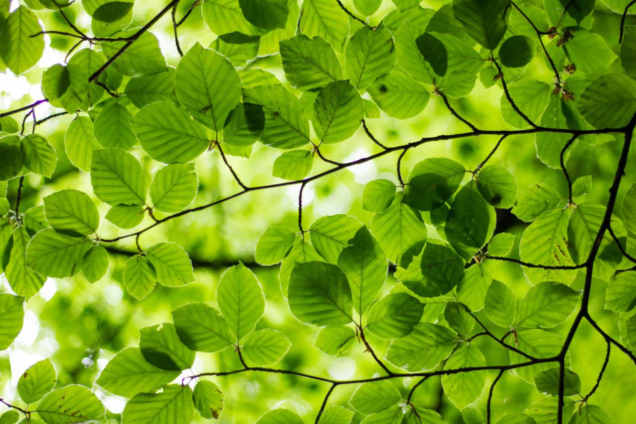 verde;hojas;árbol,hoja,naturaleza,árbol,color verde,planta,rama,verano,primavera,fondos,bosque,frescura,al aire libre,primer plano,día,temporada,crecimiento,belleza en la naturaleza,medio ambiente,luz solar,brillante , color vibrante, patrón,