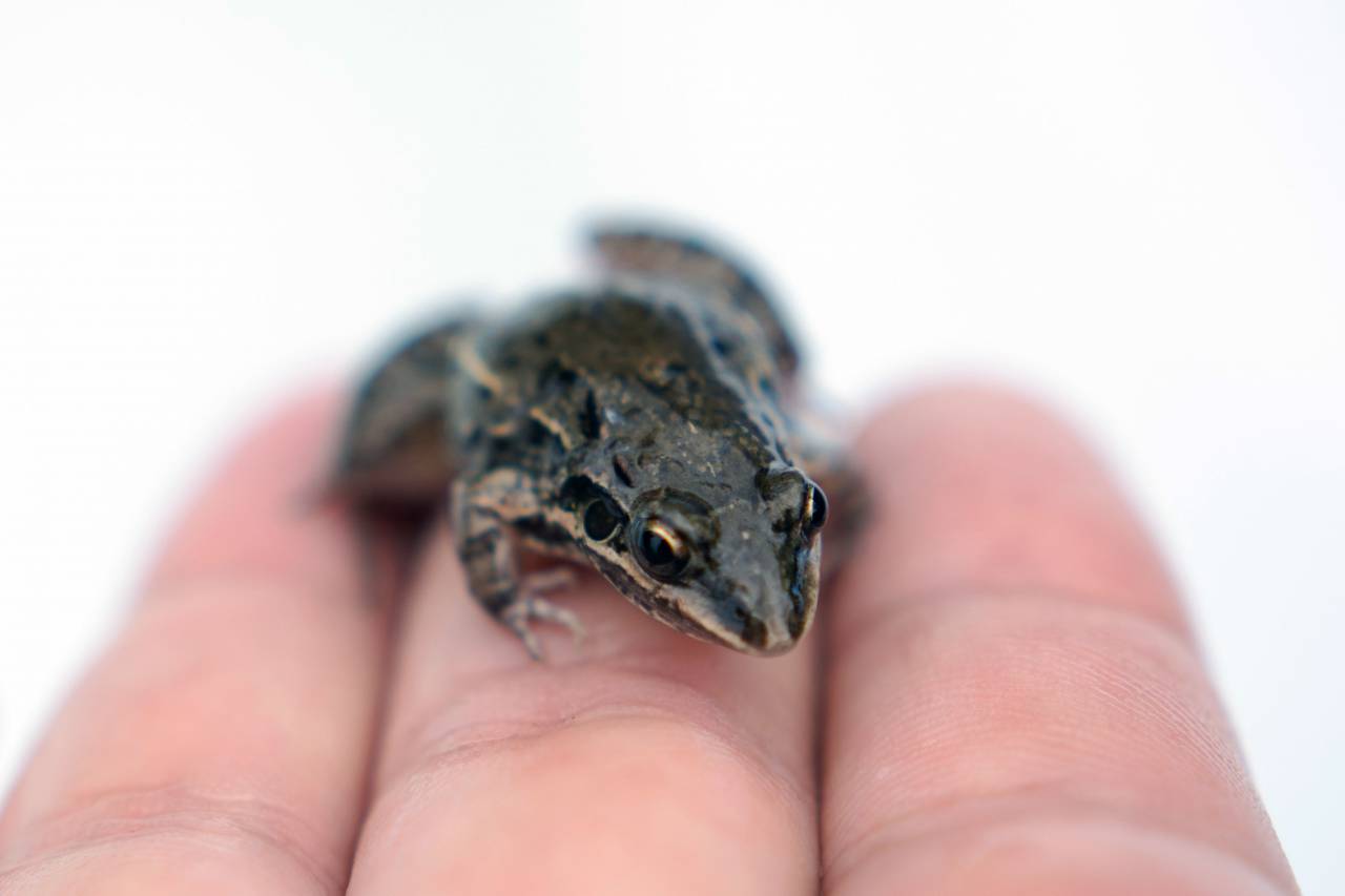 Amphibian, Frog, Animal, Reptile, Wet, Cut Out, Small, Close-up, Macrophotography, Animal Themes, Copy Space, Nature, No People, Animal Wildlife, Cute, male hand, holding, hand, 