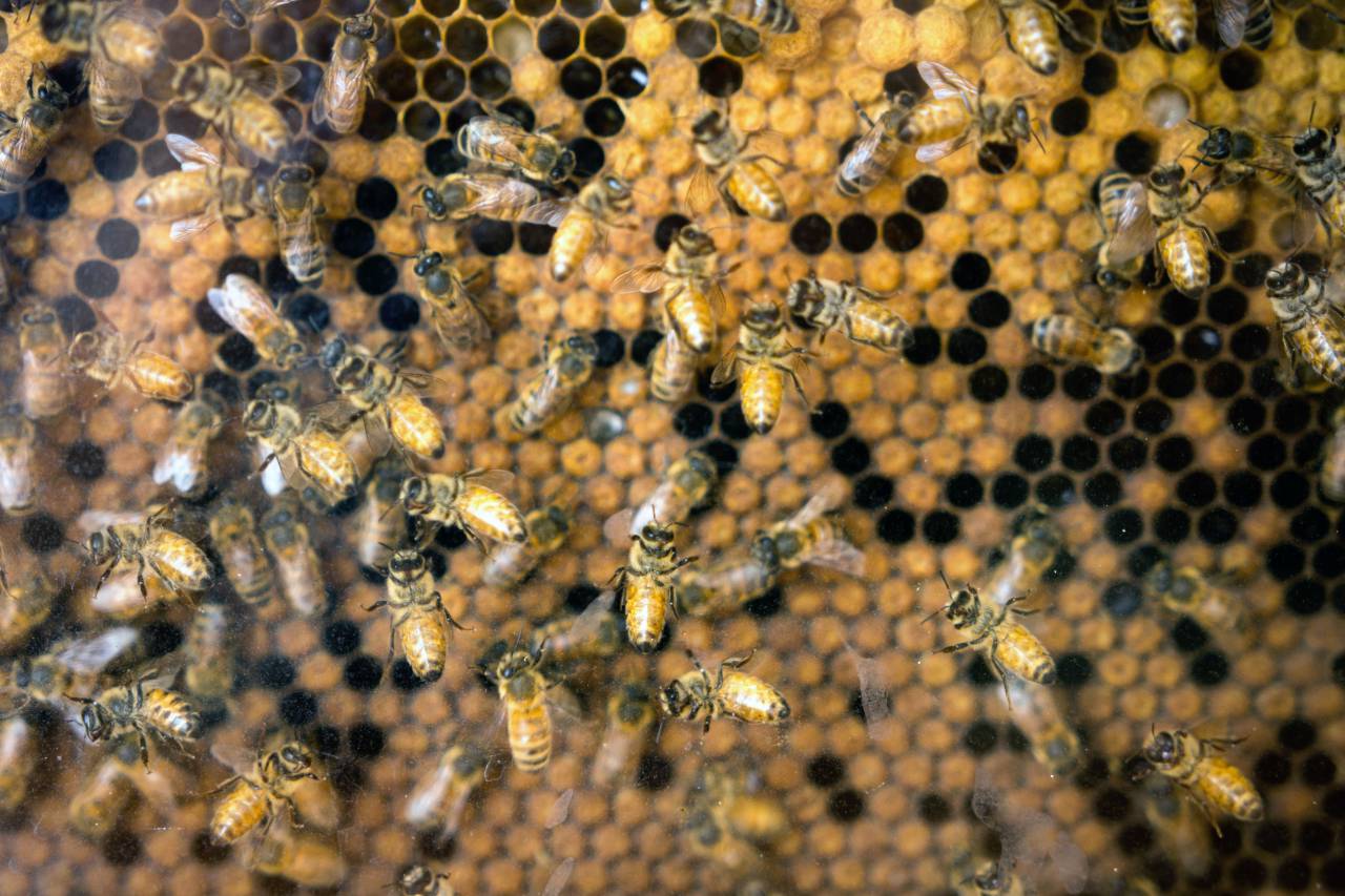 Abejas, panal, miel, naturaleza, colmena, insecto, orgánico, natural, hexágono, polinización, colonia, néctar, trabajador, zángano, reina, dulzura, saludable, delicioso, agricultura, ecología, medio ambiente, biodiversidad, primer plano, macro, detalle,