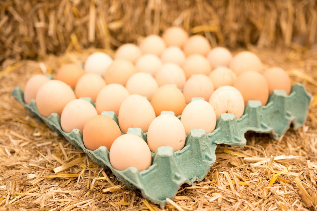 marrón, huevo, naturaleza, comida, fondo, natural, orgánico, granja, gallina, verde, pascua, pollo, campo, fresco, desayuno, proteína, huevos, animal, saludable, crudo, ingrediente, primer plano, nutrición, aves de corral, al aire libre, Verano, shell, nutritivos, grupo, comer, cocinar, rural, libre, dieta, doméstico, exterior, sabroso, rojo