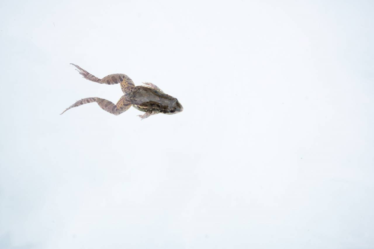 Anfibio, Rana, Animal, Reptil, Mojado, Cortar, Pequeño, Primer plano, Macrofotografía, Temas de animales, Espacio en blanco, Naturaleza, Nadie, Fauna animal, Lindo,