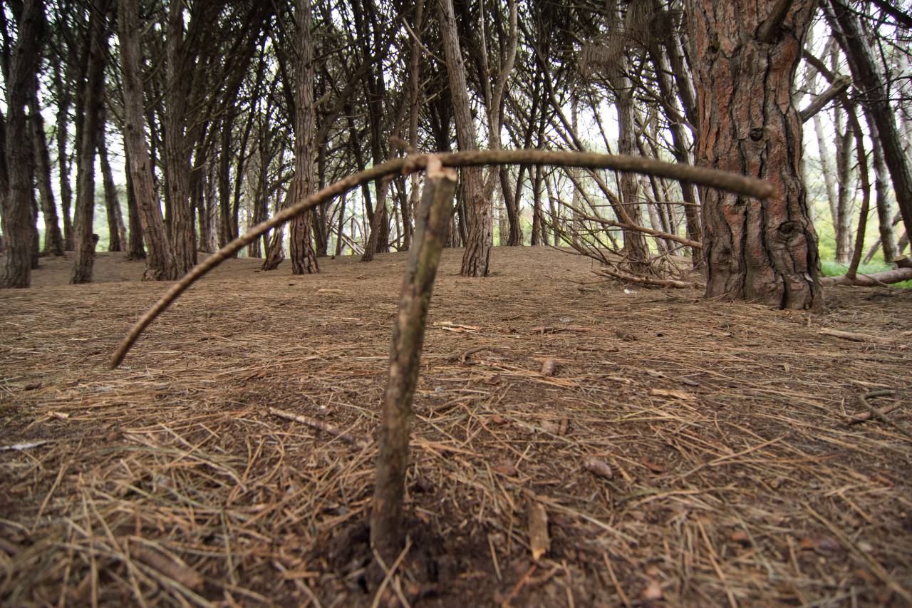 Miramar, Magnetic Forest, Buenos Aires, Argentina, nature, forest, trees, woods, outdoor, environment, ecology, adventure, hiking, trail, landscape, scenic, tourism, travel, destination, attraction, natural wonder, magnetic anomaly, magnetism, geological formation, park, balance, equilibrium, 