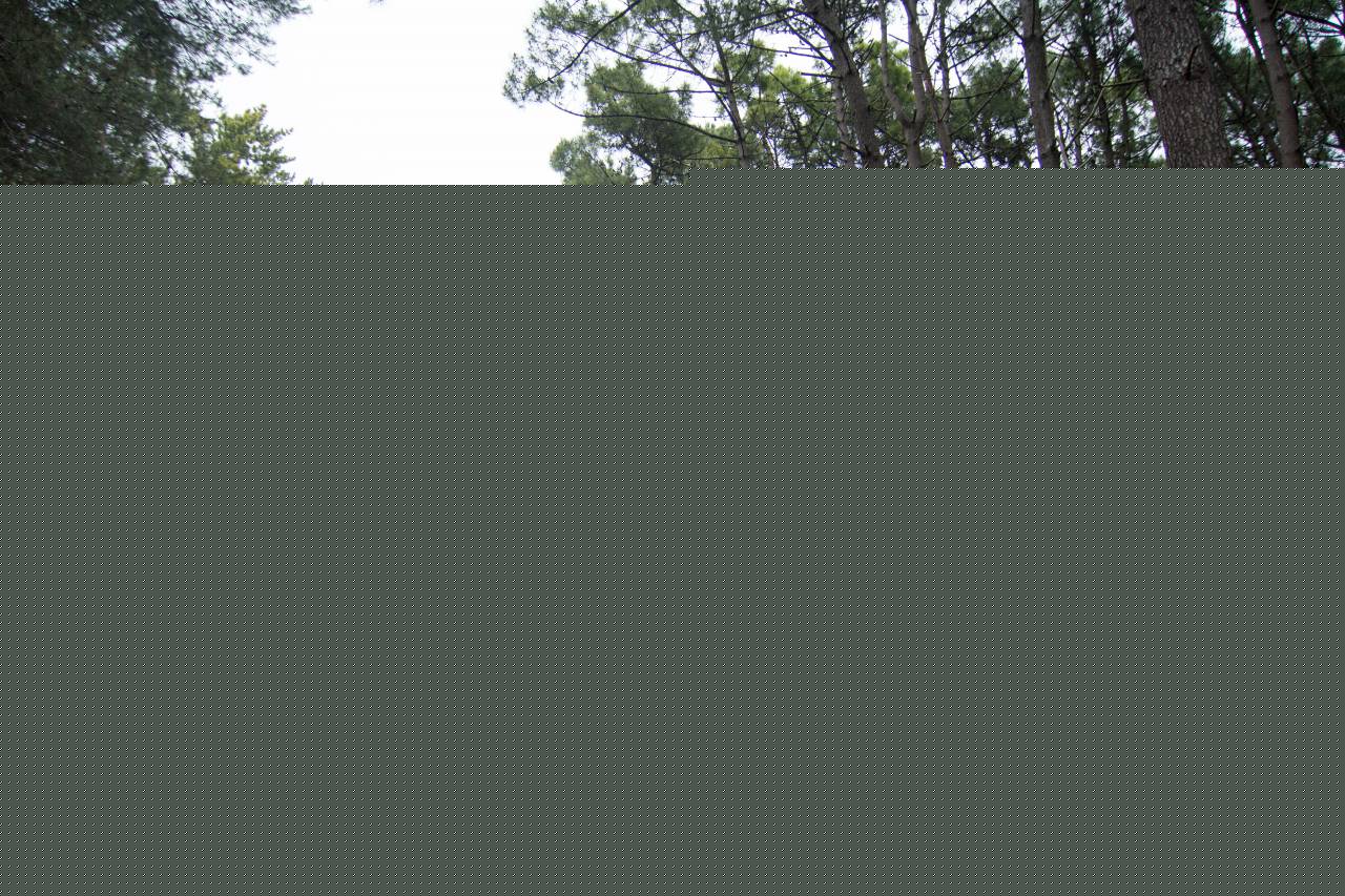 Miramar, forest, path, nature, trees, greenery, tranquility, hiking, walking, adventure, outdoor, landscape, peaceful, serenity, natural beauty, wilderness, park, leisure, recreation, trail, vegetation, foliage, ecological, conservation, ecosystem, wood, 