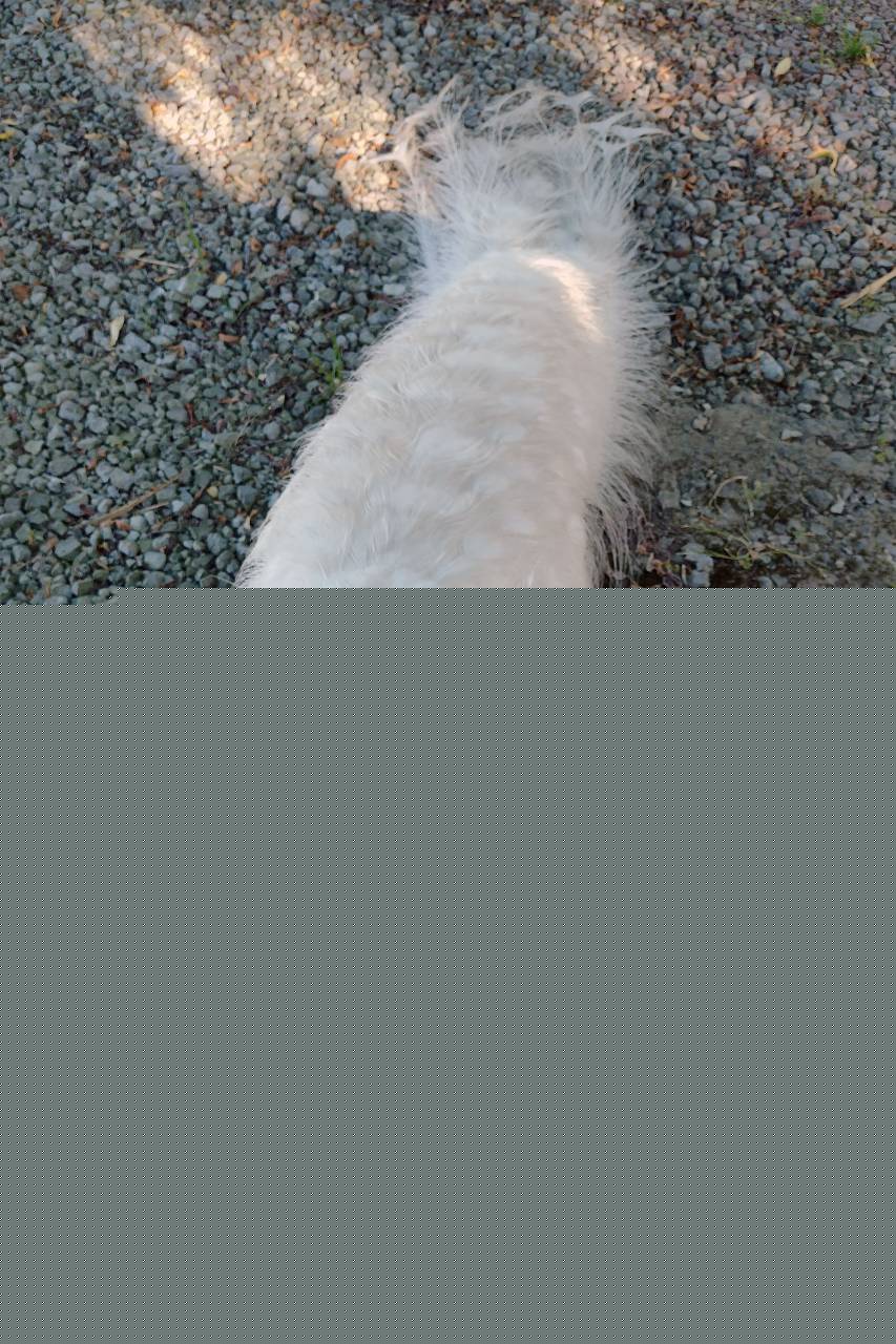 bird, peacock, feather, beautiful, animal, elegance, white, white peacock, 