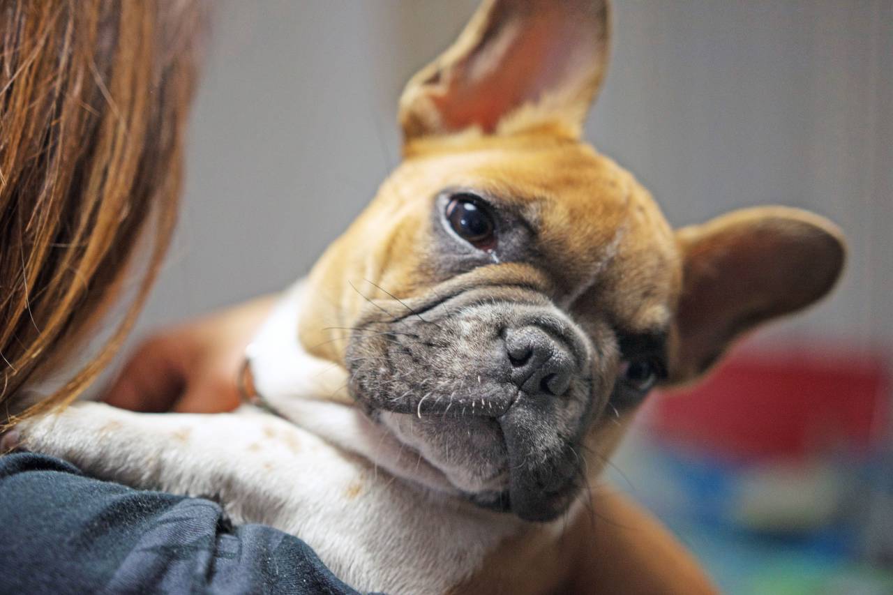 Joven, Adulto, Mujer, Interior, Una persona, Cachorro, Perro, Bulldog francés, Bulldog, Animal, Cabeza, Amor, Mascota, Mascota, Explotación, Propietario, Un animal, Relacionado con el hogar, Estilo de vida, Unión, Juntos, Abrazo, Abrazando, Sorpresa,