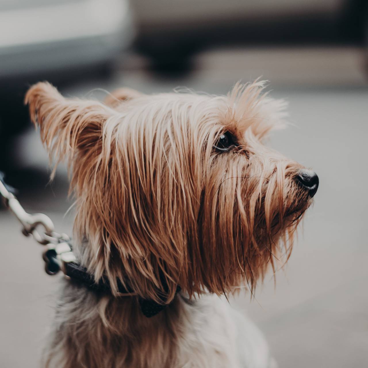 retrato, perros, mascotas, animales, pequeña, lindas, canino, marrones, terrier, cachorro, raza, nacional, adorables, bonitas, yorkshire, de pura raza, yorkshire terrier, árbol genealógico, aislado, pequeñas, yorkie, uno, amigos, encantadoras, nadie , mini, correa, paseo,