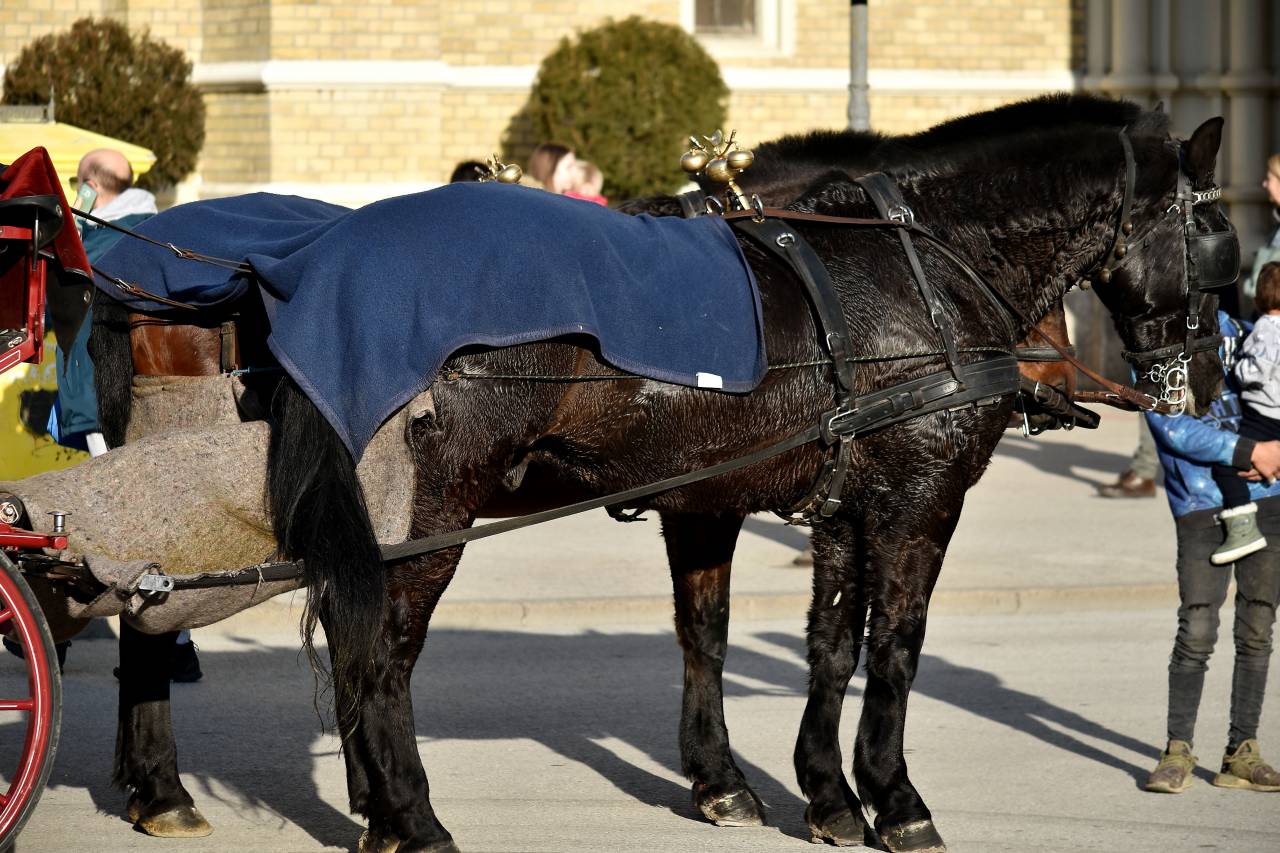 carriage, horses, tourism, tourist 