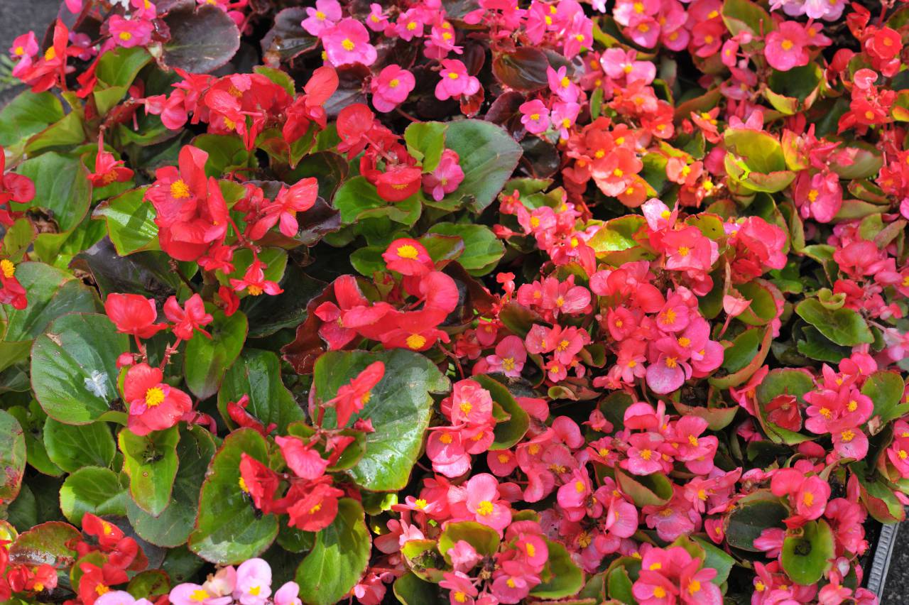 Flowers,nature,plant,leaf,summer,flower,backgrounds,close-up,freshness,flower head,petal,pink color,blossom,green color,multi colored,beauty in nature,outdoors,springtime,botany,purple, 