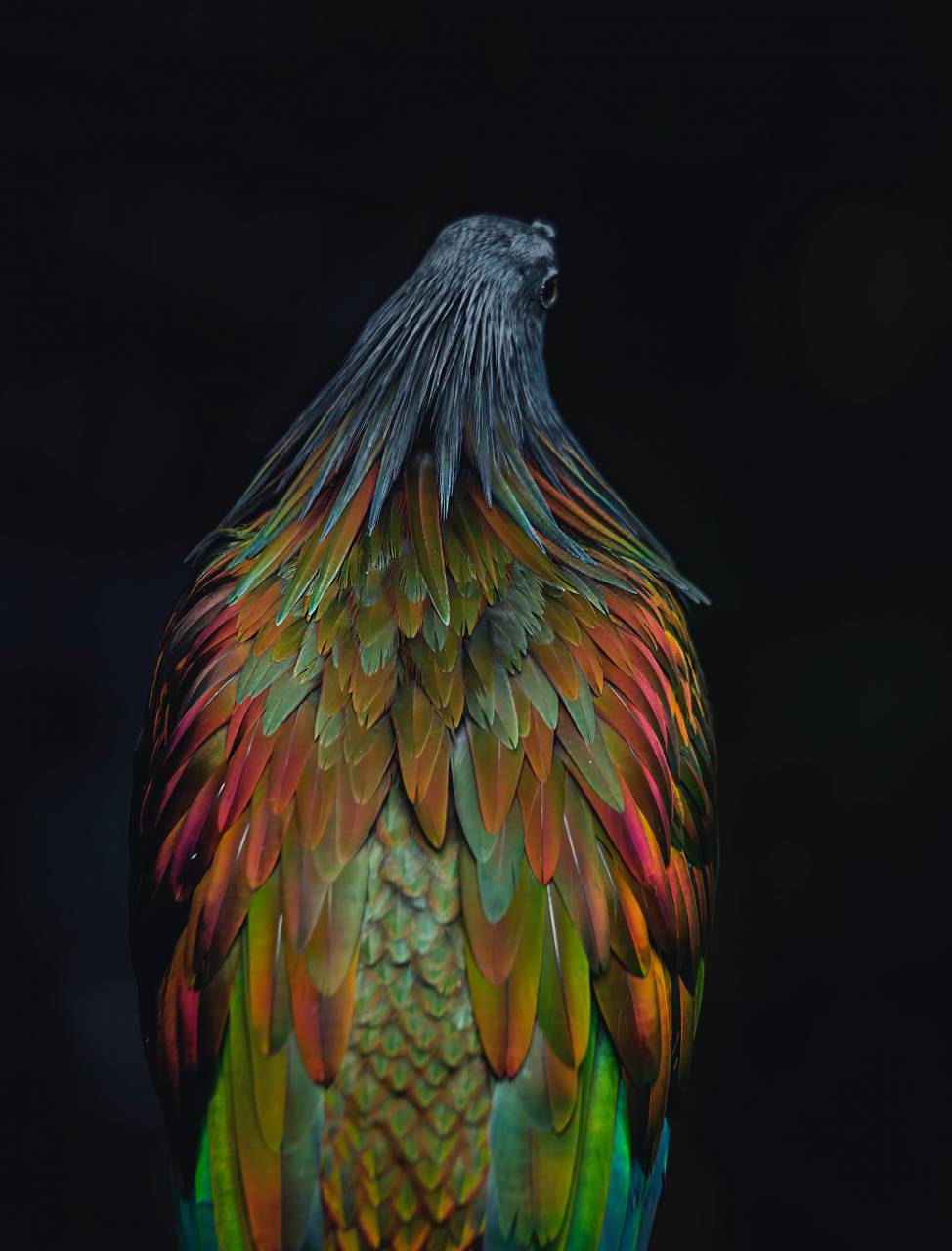 bird;colorful,multi colored,animal,feather,nature,yellow,close-up,beak,green color,colors,blue,vibrant color,pattern,backgrounds, 
