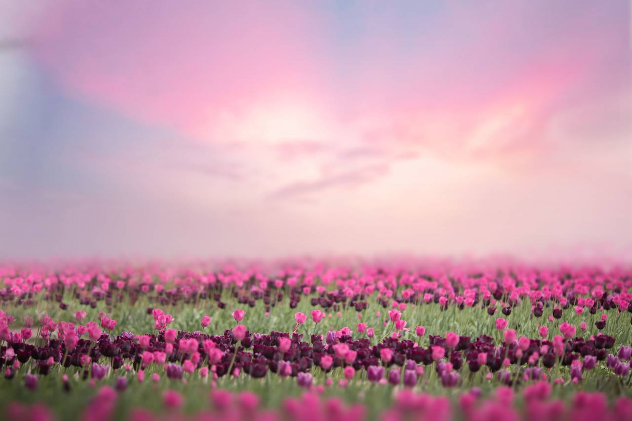 flor;paisaje,naturaleza,flor,planta,verano,al aire libre,color rosa,belleza en la naturaleza,flor,púrpura,multicolor,temporada,prado,hierba,primavera,atardecer,granja,paisaje,cabeza de flor,frescura,escena rural, agricultura,fondos,día,azul,crecimiento,pétalo,luz solar,