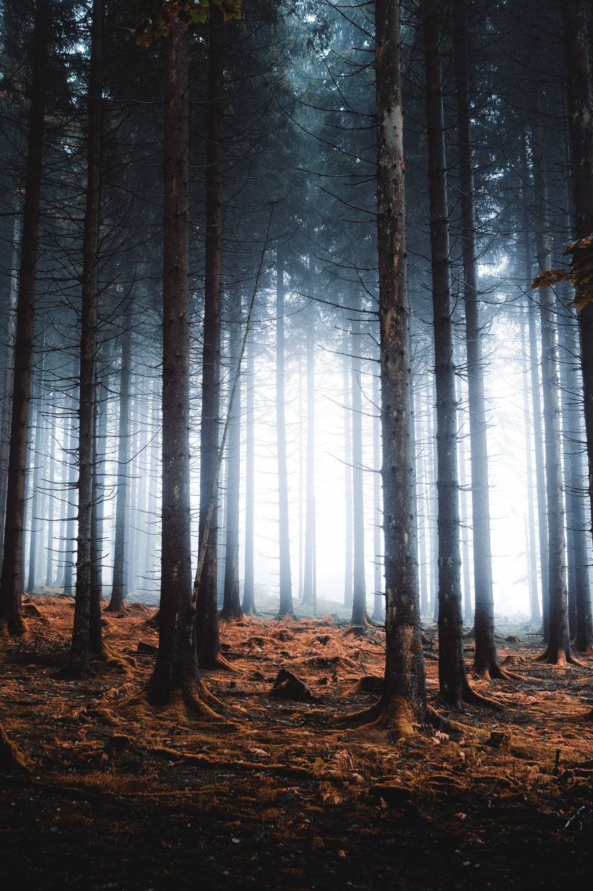 forest;fog,forest,tree,nature,outdoors,autumn,landscape,sunlight,beauty in nature,fog,leaf,season,mystery,pine tree,branch,rural scene,spooky,tranquil scene,non-urban scene,dark,tree trunk,footpath,sun, 