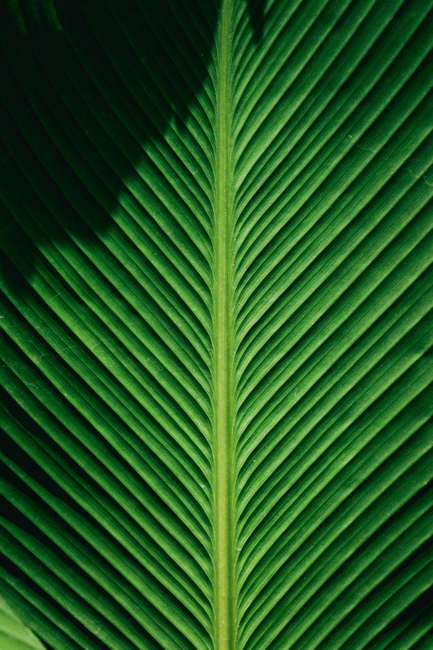 palmera;dejar;Macro,hoja,naturaleza,patrón,planta,color verde,primer plano,fondos,resumen,botánica,palmera,frescura,clima tropical,verano,árbol,crecimiento,rayado,bosque,macro,medio ambiente, al aire libre,