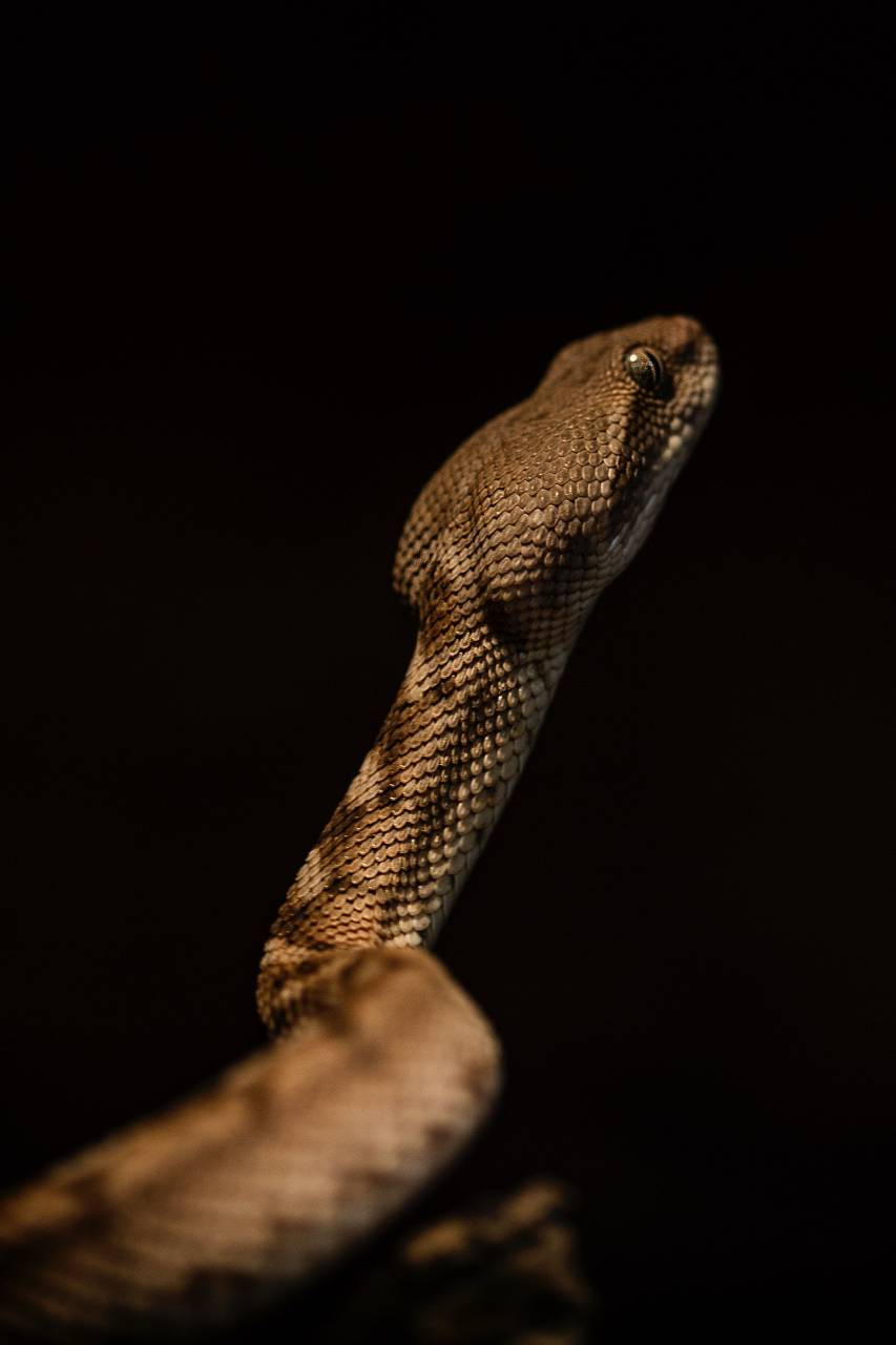 serpiente;cabeza;fondo negro,serpiente,animal,reptil,venenoso,naturaleza,viper,animales salvajes,primer plano,peligro,