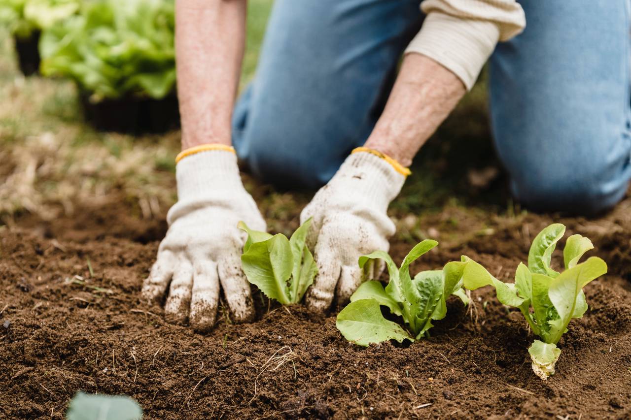 mujer;cosechando;lechuga,agricultura,naturaleza,suciedad,hombres,crecimiento,jardinería,planta,verdura,al aire libre,trabajando,huerta,plantando,primer plano,orgánica,mano humana,color verde,hoja,granja,frescura,agricultor ,adulto,una persona,plantón,guante protector,