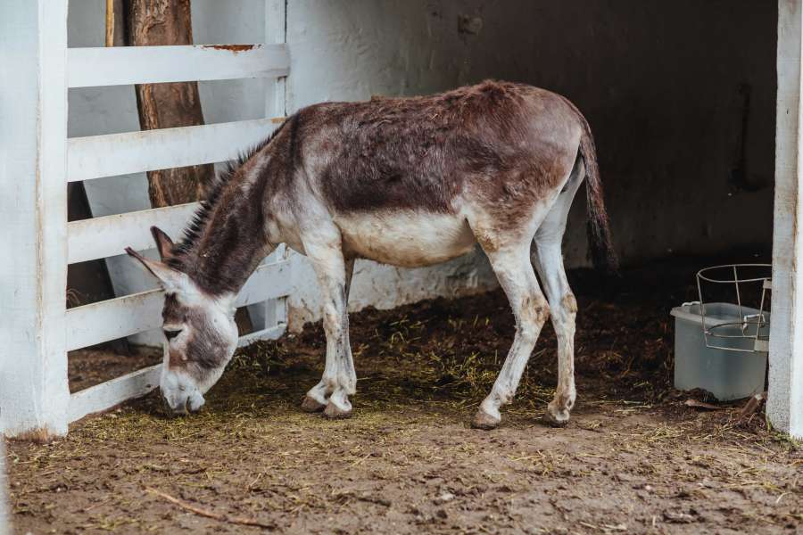 donkey, farmhouse, farmland, ranch, animal 