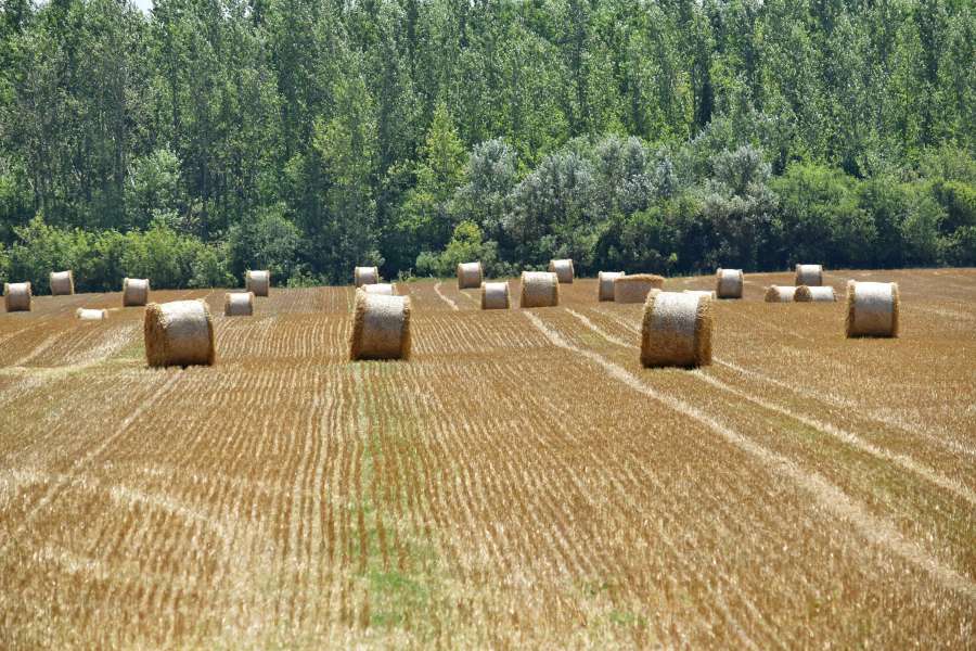 hay field, haystack, agricultural 