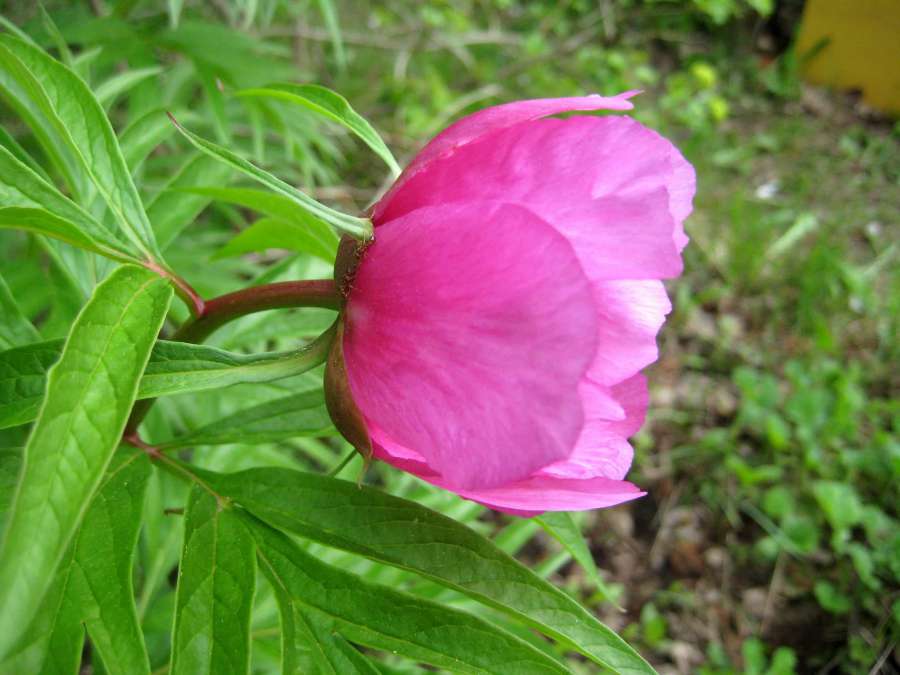 beautiful flowers, botany, flower garden 
