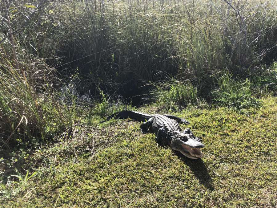 grass, alligator, bird, water, nature 