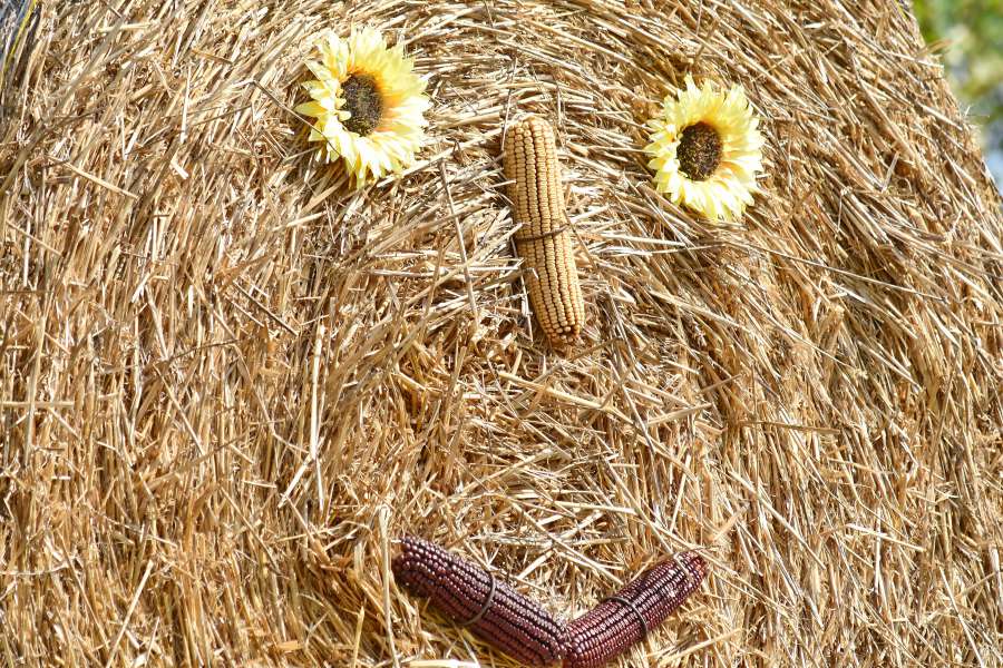corn, decoration, face, funny, hay, still 