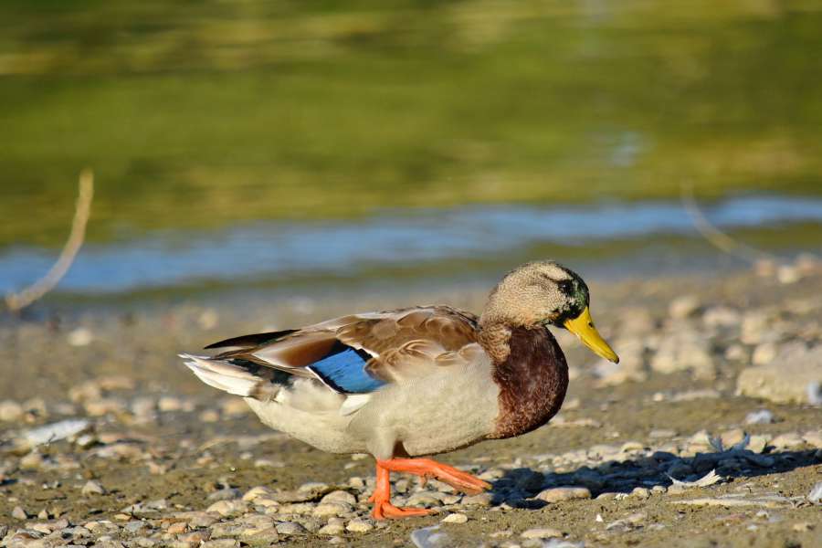 beach, colorful, mallard, side view, sunrays 