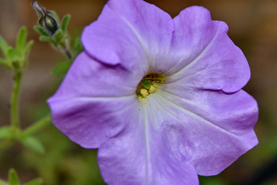 details, petunia, pollen, purple, nature 