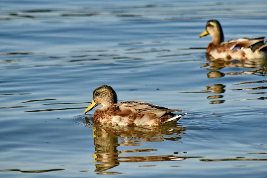 reflection, sunrays, wildlife, water 
