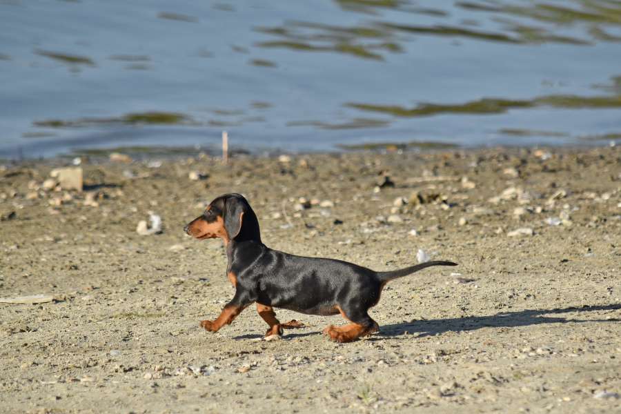 adorable, coastline, pedigree, puppy 