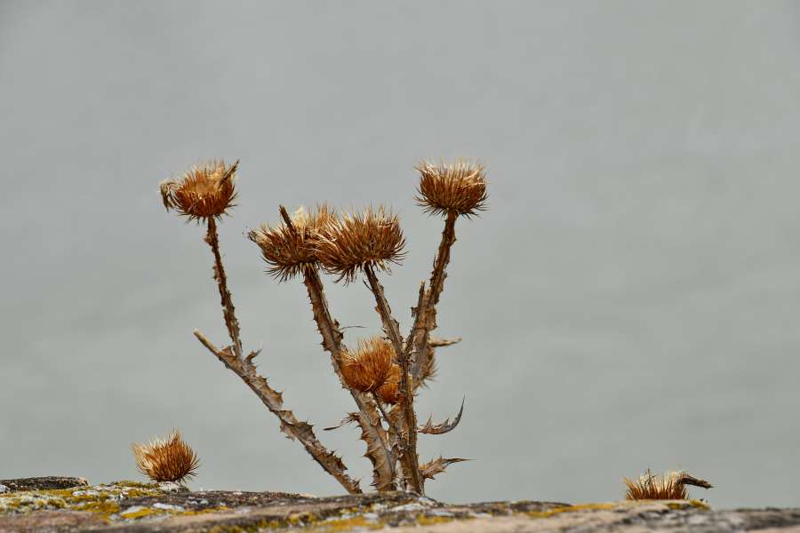 dry season, herb, nature, shrub, outdoors 
