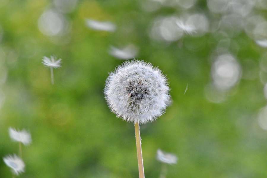 dandelion, grass plants, spring time 