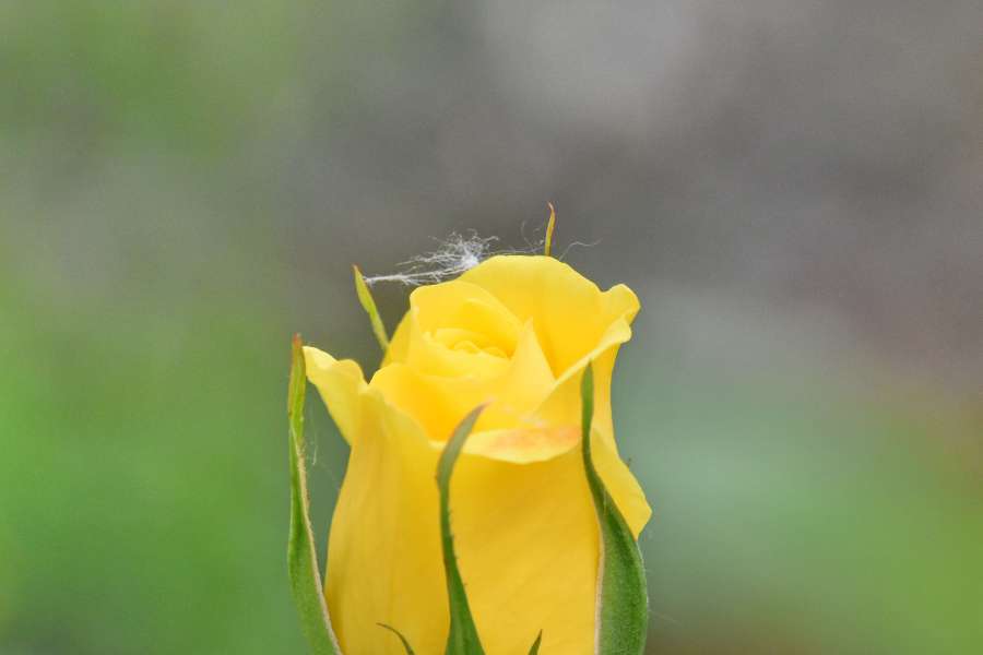 yellow, flower, spring, plant, petal, garden 