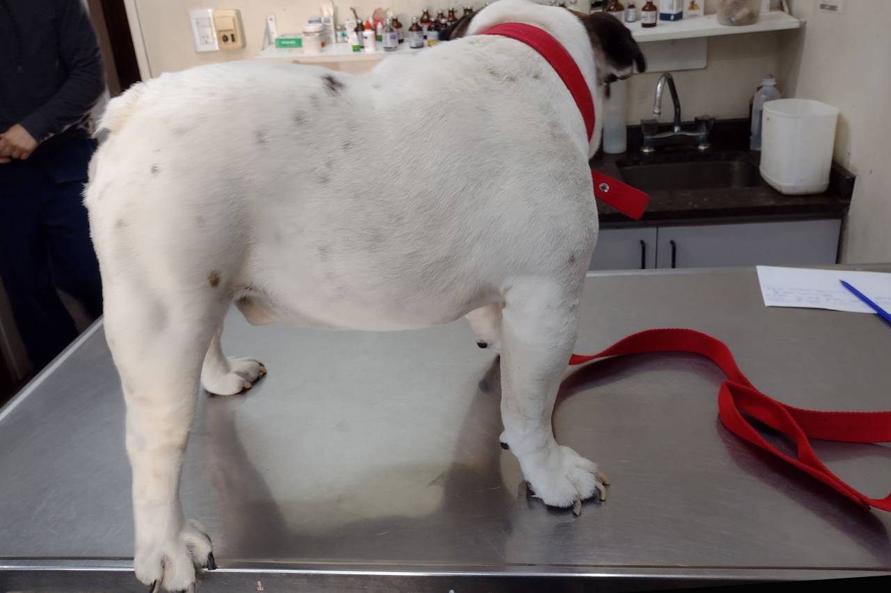 Dog, vet, veterinary, animal, pet, health, medicine, check-up, exam, diagnosis, treatment, care, professional, stethoscope, white coat, clinic, hospital, cute, furry, close-up, attentive, friendly, trust, reassurance, love, 