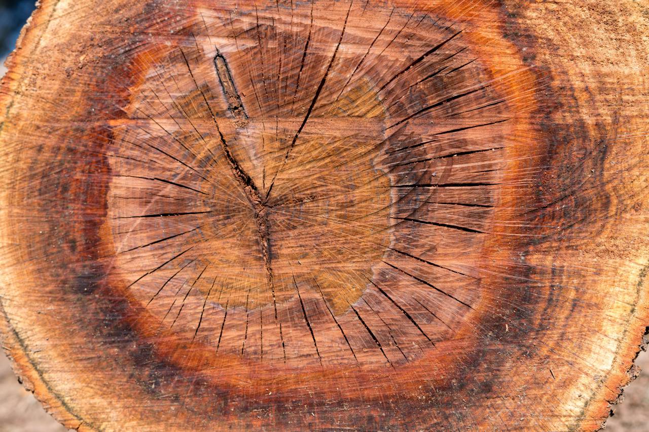 De cerca, Corcho, Roble, Quercus suber, sección transversal, Textura, Fondo, Madera, Al aire libre, Macro, Árbol, Tronco, Anillos, madera aserrada, registro, de madera, industria, madera,