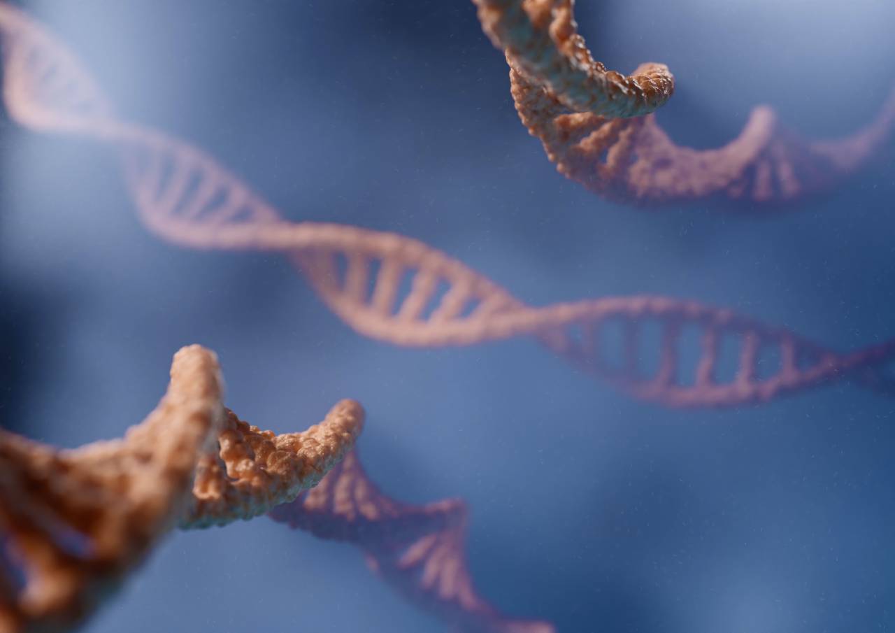 Doble hélice, Nucleótidos, Pares de bases, Código genético, Cromosomas, Estructura helicoidal, Ácido desoxirribonucleico, Adenina, Timina, Guanina, Citosina, Replicación del ADN, Secuenciación del ADN, Watson y Crick, Biología molecular, Genoma, Información genética, Hebras de ADN, Material genético , Modelo genético, análisis de ADN, molécula de ADN, transcripción de ADN, mutaciones genéticas, función del ADN, ADN,