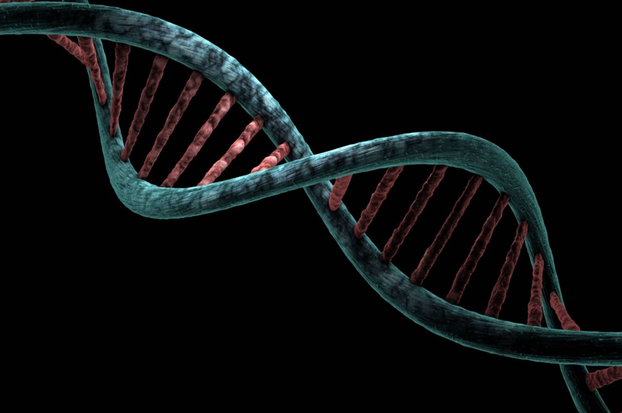 Doble hélice, Nucleótidos, Pares de bases, Código genético, Cromosomas, Estructura helicoidal, Ácido desoxirribonucleico, Adenina, Timina, Guanina, Citosina, Replicación del ADN, Secuenciación del ADN, Watson y Crick, Biología molecular, Genoma, Información genética, Hebras de ADN, Material genético , Modelo genético, análisis de ADN, molécula de ADN, transcripción de ADN, mutaciones genéticas, función del ADN, ADN,