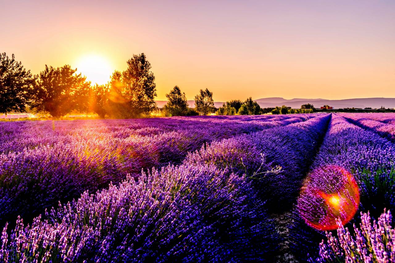 flor, lavanda, púrpura, hermosa, naturaleza, campo, violeta, planta, natural, floreciente, aroma, floración, paisaje, aromaterapia, verano, provenza, flor, fondo, jardín, hierba, a base de hierbas, color, francia, flora, fragante, fragancia, campo, perfume, belleza, colorido, olor, atardecer, floral, perfumado, botánico, azul, racimo, francés, botánica, cielo, arbusto, al aire libre, al aire libre, temporada, escénico, luz del sol, agricultura, ramo, rural, salud,