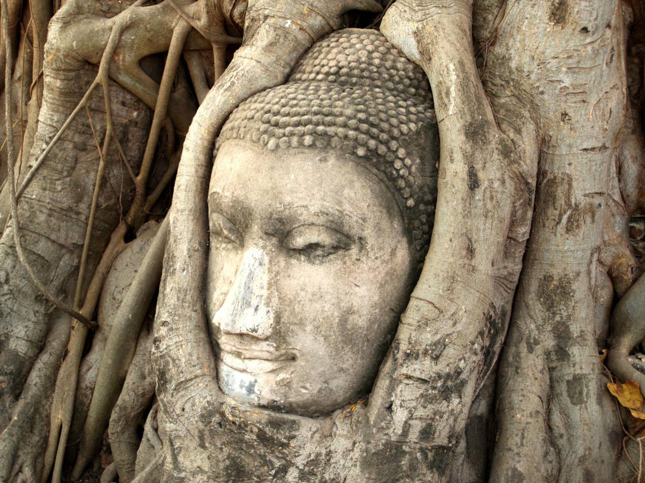 ancient, buddha, buddhism, thailand, culture, temple, head, statue, old, religious, asia, buda, sculpture, thai, religion, ayutthaya, asian, face, meditation, stone, travel, buddhist, art, faith, wat, god, spiritual, architecture, tourism, background, history, golden, peace, zen, worship, budha, tree, landmark, siam, design, bangkok, pray, spirituality, symbol, wisdom, oriental, east, south, decorate