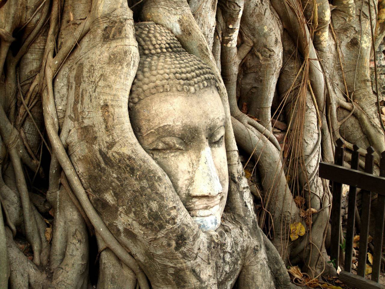 🥇 Image of Buddha Head in Tree Roots - 【FREE PHOTO】 100036214