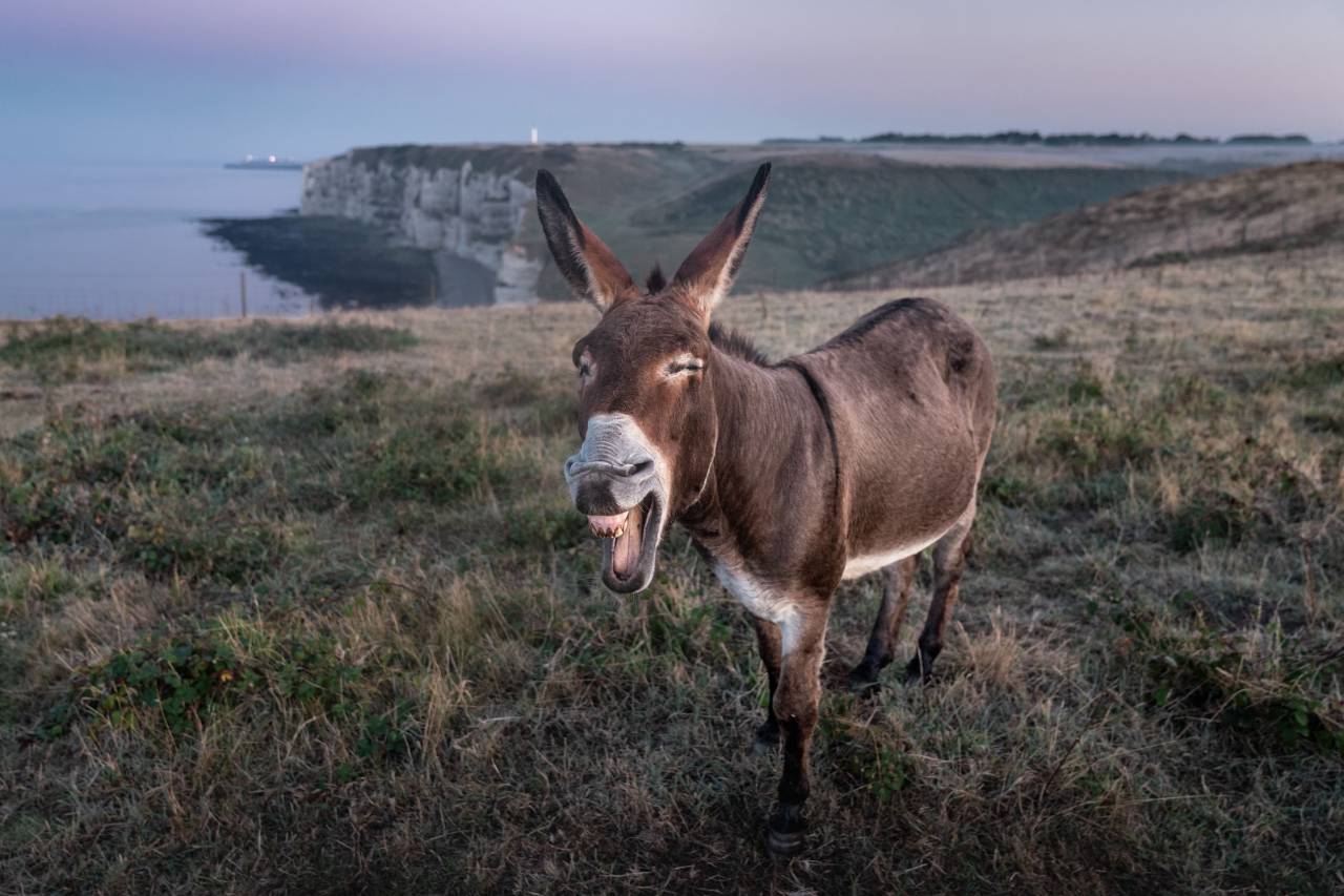 animal, donkey, scream, portrait, farm, mule, funny, horse, cute, nature, grey, rural, wild, wildlife, fun, brown, ear, countryside, summer, head, fur, farming, call, field, view, meadow, maul, hearing, sky, grass, hear, farmland, extinction, blue, domestic, 