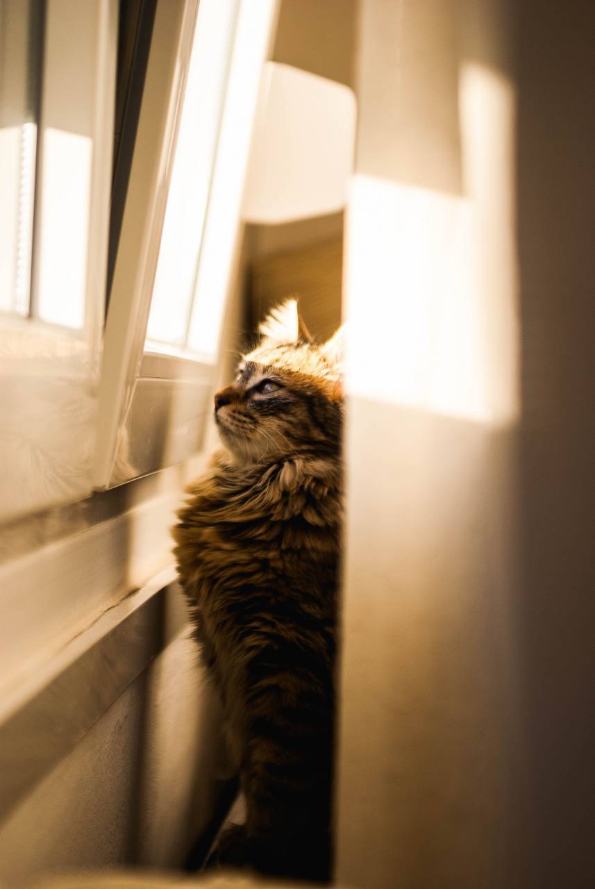 cat;sunset,animal,domestic cat,pets,cute,feline,domestic animals,kitten,mammal,indoors,looking,whisker,fur,window,young animal,sitting, 