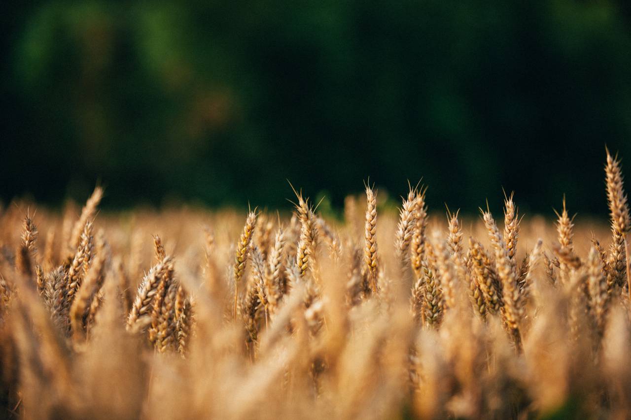 trigo;campo,naturaleza,agricultura,verano,al aire libre,planta,prado,escena rural,granja,primer plano,crecimiento,trigo,fondos,amarillo,hierba,temporada,cereal,semilla,maduro,luz solar,cebada,otoño, Color dorado,la belleza de la naturaleza,escena no urbana,día,