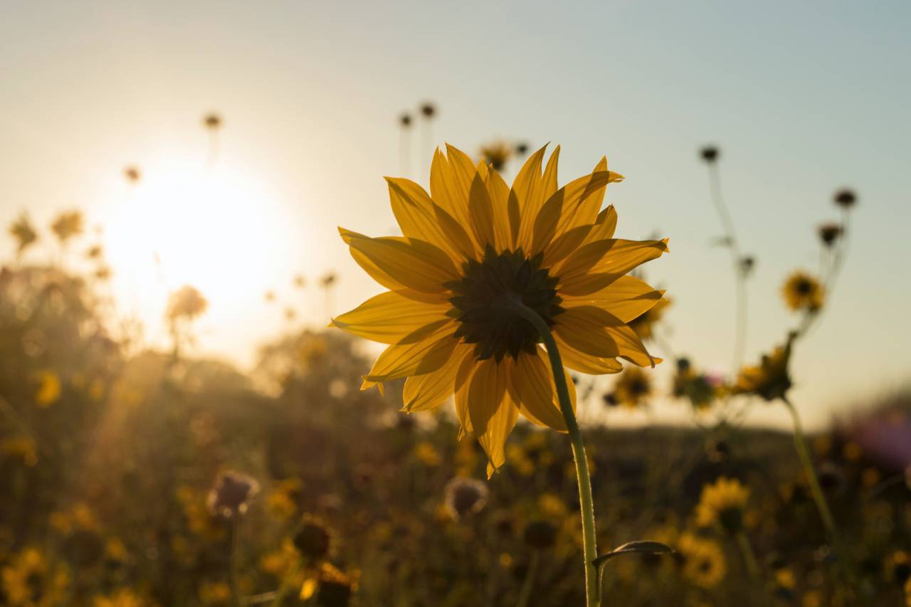 sunflower;sunset,nature,summer,yellow,outdoors,flower,plant,meadow,beauty in nature,close-up,sunlight,sun,rural scene,sunset,petal,sunflower,springtime,green color,season,agriculture,leaf,growth,daisy,grass,flower head,blossom,backgrounds,sunrise,dawn,farm,multi colored, 