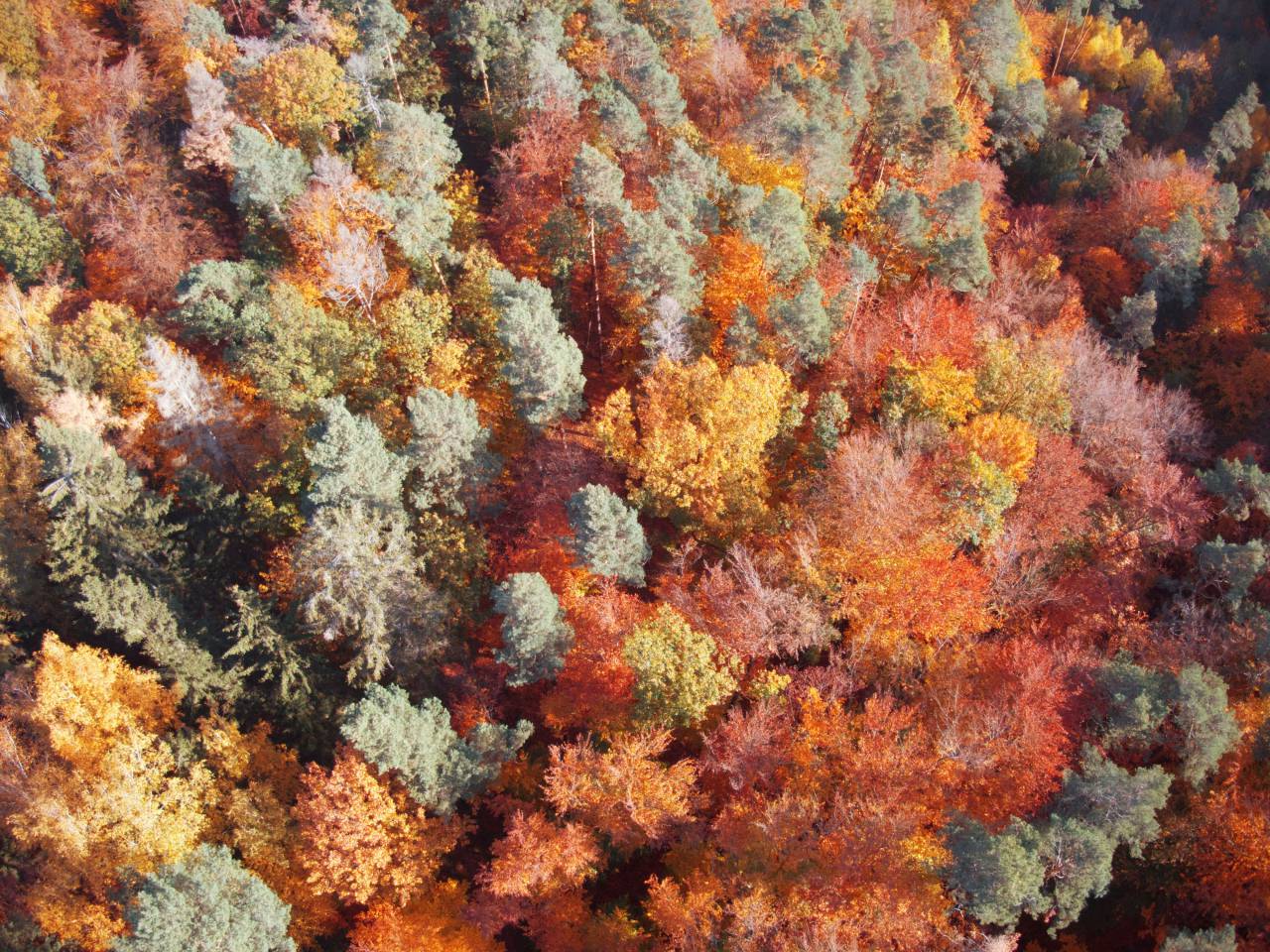 pine forest;autumn,autumn,leaf,nature,yellow,tree,multi colored,forest,backgrounds,season,colors,outdoors,plant,october,beauty in nature, 