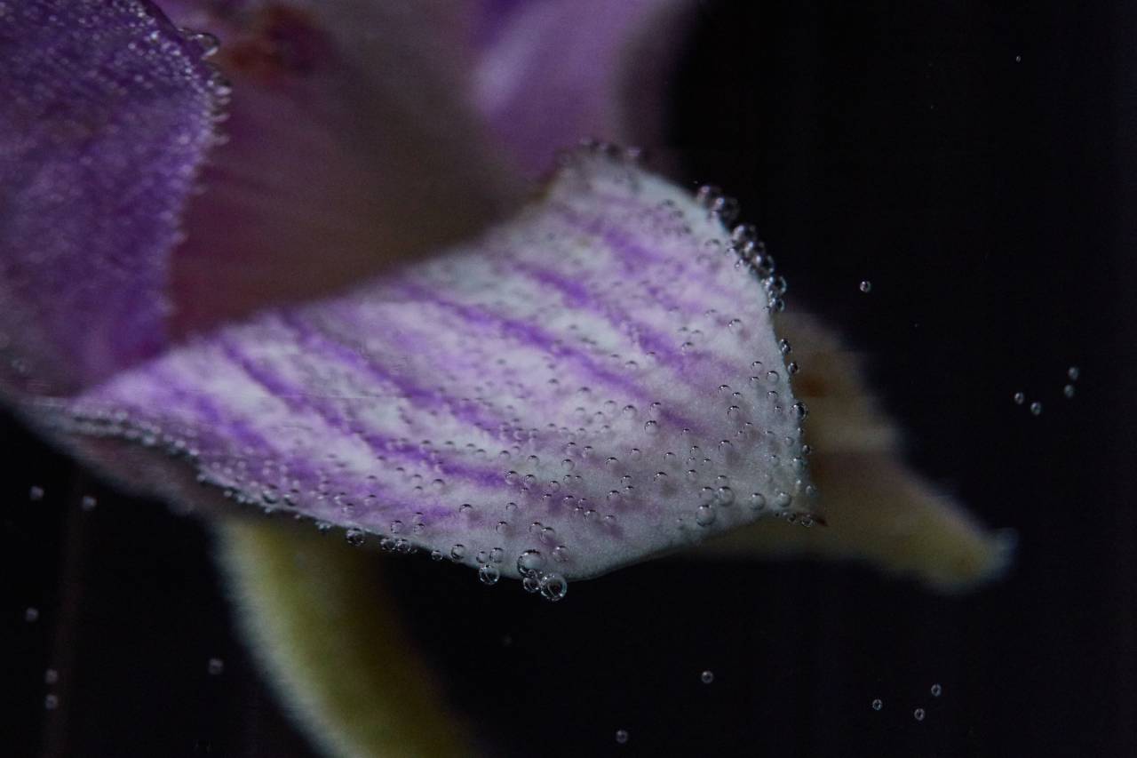 abstract, flower, background, macro, water, bubbles, plant, floral, orchid, close up, drops, wet, botany, wallpaper, organic, purple
, 